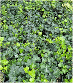English Ivy Hardy Groundcover/Climbing Vine 50 Plants 2" Pots