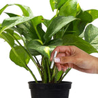 Jobe's Plant Food Fertilizer Spikes, Easy Plant Care for All Indoor Flowering Houseplants, 50 Count