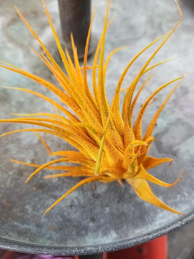 Air Plants - Tillandsia Ionantha - Organically Enhanced Color - Live Arrival Guaranteed - House Plants for Home Decor & Gift (3pk Marigold + White Barrels)