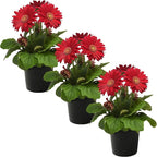 Live Flowering Gerbera Daisies - Shades of Pink (3 Plants Per Pack) - Beautiful Spring Flowers - 12" Tall by 5" Wide in 1 Qt Pot
