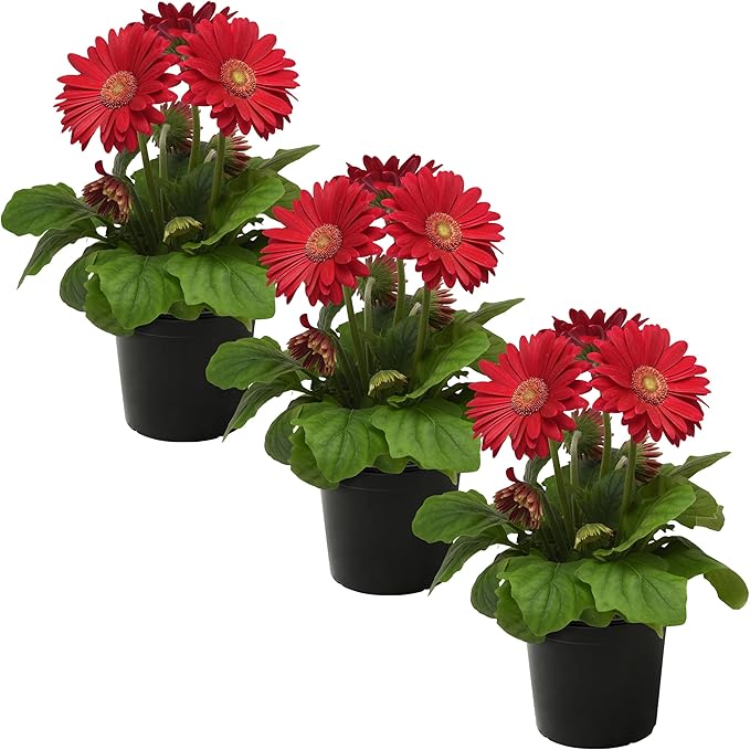 Live Flowering Gerbera Daisies - Shades of Pink (3 Plants Per Pack) - Beautiful Spring Flowers - 12" Tall by 5" Wide in 1 Qt Pot