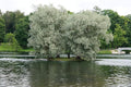 4 White Willow Trees - Rare and Unique Live Tree Plants - White Leaves