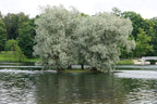 4 White Willow Trees - Rare and Unique Live Tree Plants - White Leaves
