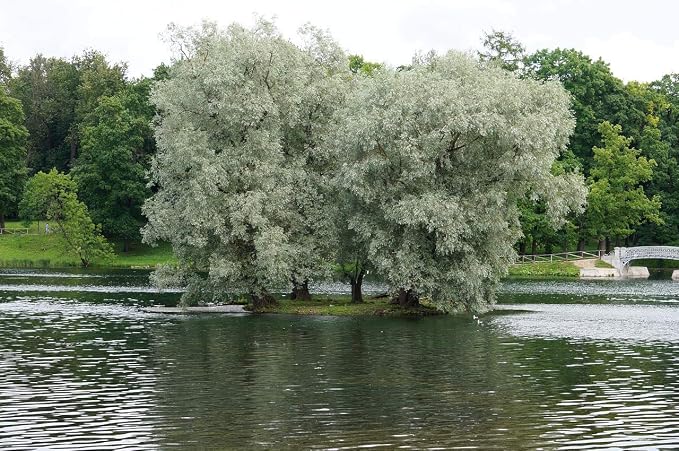 4 White Willow Trees - Rare and Unique Live Tree Plants - White Leaves