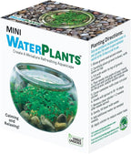 Mini WaterPlants - Create Your Own Soothing Aquasacape Starter Kit, Indoor Plant Glass Globe Terrariums with Complete Supplies, Just Add Water, 3-Pack