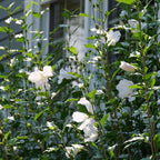 Proven Winners 2 Gal. White Pillar Rose of Sharon (Hibiscus) Shrub