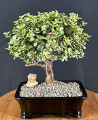 Variegated Baby Jade Bonsai Tree - Large 'Elephant Bush', Rare Succulent (Portulacaria Afra Variegata)