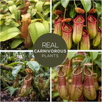 Pitcher Plant Nepenthes Alata (4 Pack) Rare Nephentes Live Plants-Carnivorous Insect Eating Plant, Indoor Tropical Houseplant, Easy Care Pitcher Plant Live, Starter Size Carnivorous Plant for Indoor