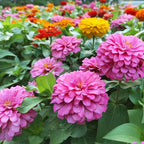 LUOJIBIE Zinnia Seeds for 2026, 15,000+ California Giant Zinnia Seeds Bulk, Double Dahlia Zinnia Mixed Color Seeds, Flower Seeds for Planting Outdoor Garden, Non-GMO Heirloom, Easy to Grow