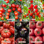10 Heirloom Tomato Seed Varieties Packet - Non-GMO, Open Pollinated Seeds for Planting Home Garden - Beefsteak, Roma, San Marzano, Cherokee Purple, Cherry Tomato & More