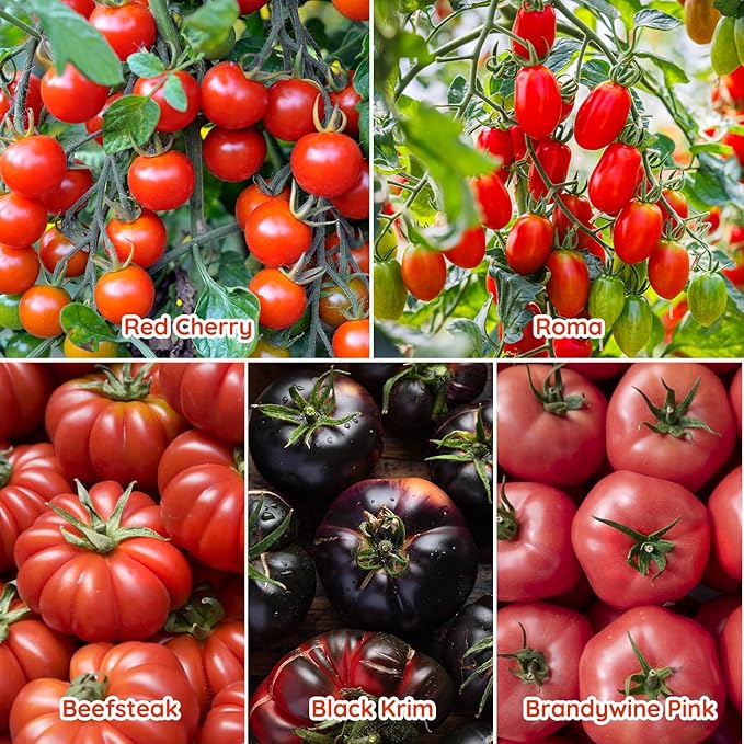 10 Heirloom Tomato Seed Varieties Packet - Non-GMO, Open Pollinated Seeds for Planting Home Garden - Beefsteak, Roma, San Marzano, Cherokee Purple, Cherry Tomato & More