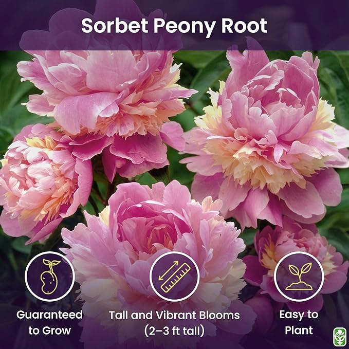 Marde Ross & Company Sorbet Peony - Rose, Pink, White, and Cream - Fluffy Bomb Variety Bare Root | Live Peony Bare Root Plant