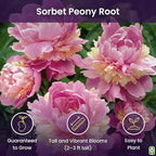 Marde Ross & Company Sorbet Peony - Rose, Pink, White, and Cream - Fluffy Bomb Variety Bare Root | Live Peony Bare Root Plant