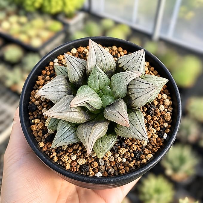 Haworthia Magnifica VAR. Atrofusca 'Watermelon' - Rare Haworthia Succulent Plants – Unique Varieties | Live Indoor Plants | Low-Maintenance | Great for Collectors, Home, Office, and Gifts