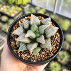 Haworthia Magnifica VAR. Atrofusca 'Watermelon' - Rare Haworthia Succulent Plants – Unique Varieties | Live Indoor Plants | Low-Maintenance | Great for Collectors, Home, Office, and Gifts