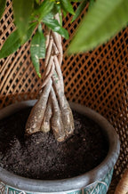 American Plant Exchange Money Tree – 10-Inch Pot, Live Bonsai Houseplant, Easy Care Indoor Plant for Home, Office, or Garden Decor