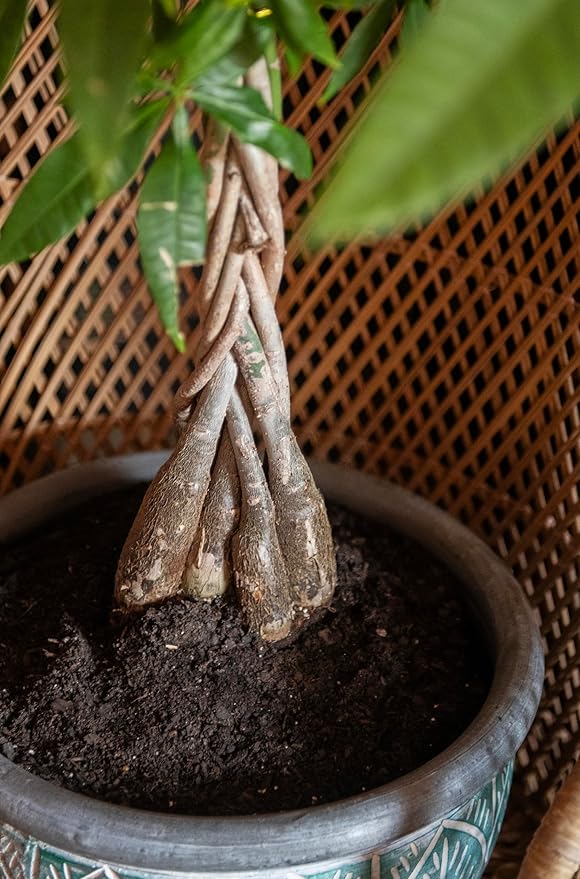 American Plant Exchange Money Tree – 10-Inch Pot, Live Bonsai Houseplant, Easy Care Indoor Plant for Home, Office, or Garden Decor