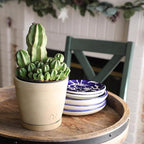 Altman Plants Euphorbia anoplia Live Plant Decor, Exotic Plants, Cacti Plants Live Succulents Plants Live Plants Indoor Plants Live Houseplants, Live Indoor House Plants Real Plants Indoor Live Plants