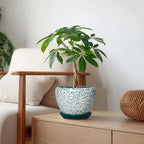 Ceramic Plant Pot - 6 Inch Planters for Indoor Plants, Round Succulent Pots with Drainage Hole and Saucer, Modern Decorative Plant Pots, Bathroom Decor, House Warming Gifts, Crackle Green