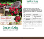 2 Gallon Southern Living Plant Collection Hydrangea Heart Throb Shrub