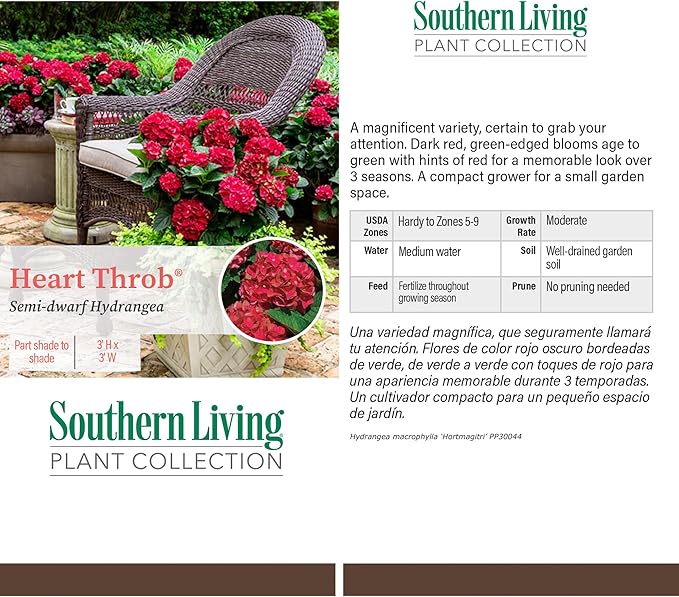 2 Gallon Southern Living Plant Collection Hydrangea Heart Throb Shrub