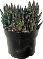 FATPLANTS Succulent Plant(s) Fully Rooted in 4 inch Planter Pots with Soil - Real Succulent Live Potted Succulents/Unique Indoor Cactus Decor (1, Haworthia reinwardtii f. zebrina)
