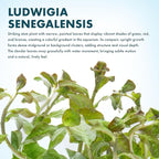 SubstrateSource Live Aquarium Stem Plants - Freshwater Aquatic Plant for Fish Tanks, Aquascaping - (Ludwigia Senegalensis, 1 Bunch)