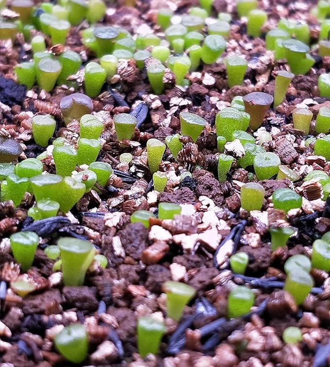 Lithops Seed Mix Freshly Harvest Pack of 50 Seeds Mix