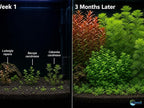 Live Freshwater Aquarium Plant Bundle Mixed Stem Plants for Fish Tanks