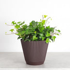 Thorsen's Greenhouse Live Green English Ivy Plant, Hedera Helix, Natural Air Purifier, Easy to Grow, Live Indoor Houseplant, (Chocolate - 6" Pot)