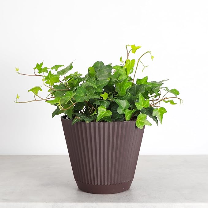 Thorsen's Greenhouse Live Green English Ivy Plant, Hedera Helix, Natural Air Purifier, Easy to Grow, Live Indoor Houseplant, (Chocolate - 6" Pot)
