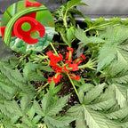 40 Pcs Low Stress Training Clips, 90 Degrees Plant Trainer, Bud Benders, Plant Stem Support Bender for Plants - Red