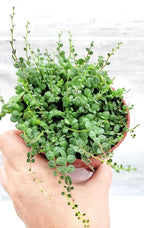 String of Turtles Peperomia Prostrata Plants Live Houseplants, Rare Indoor Plants, Fully Rooted Live Indoor Plants in 4-Inch Pot by 3exoticgreen