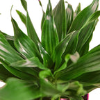 2 Pack Dracaena 'Janet Craig' - 6" Pot in 6in Pot - Live Tropical Houseplant - Easy to Grow | Air Purifying | Variegated | USA Growers | The Snobby Leaf