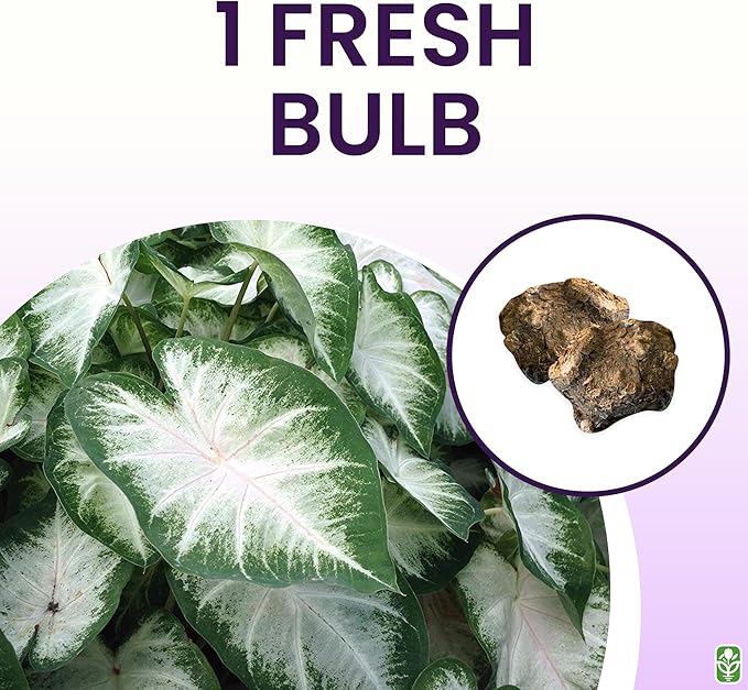 Fancy Leaf Caladium Bulbs for Planting - Large Root Bulb - Aaron - Giant Heart-Shaped Flower Plant - Hardy in Zones 9-11