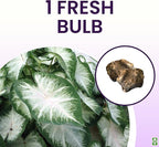 Fancy Leaf Caladium Bulbs for Planting - Large Root Bulb - Aaron - Giant Heart-Shaped Flower Plant - Hardy in Zones 9-11