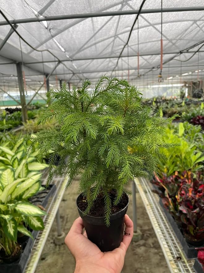 Norfolk 'Island Pine' | Live Plant for Indoor & Outdoor | House Plant Decor Size: 4" Pot