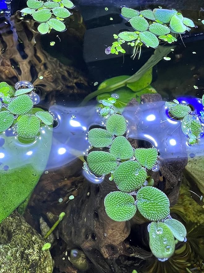 24 Water Spangles (Salvinia Minima), Live Aquarium/Aquatic/Floating/Pond/Beginner Plant NO Snail by TMD Fishkeeping