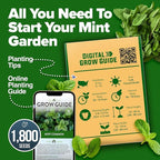 HOME GROWN Non GMO Common Mint Seeds (Bulk Pack) 1,800 Heirloom Herb Seeds, USA Sourced | Ideal for Planting Outdoors or Indoors for a Fresh Mint Tea Garden (Mentha spp)