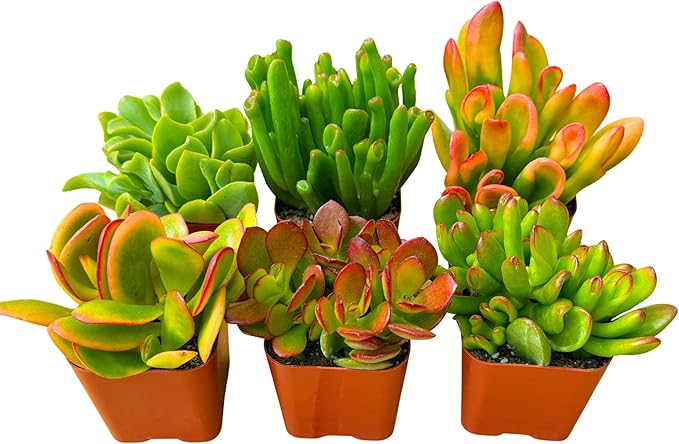 Succulents Plants Live Jade Plant 2" 3-Pack Mystery Collection, Live Jade Plant Starter Collection, Live Succulent Plants in Grower Pots with Succulent Soil Mix by The Succulent Cult