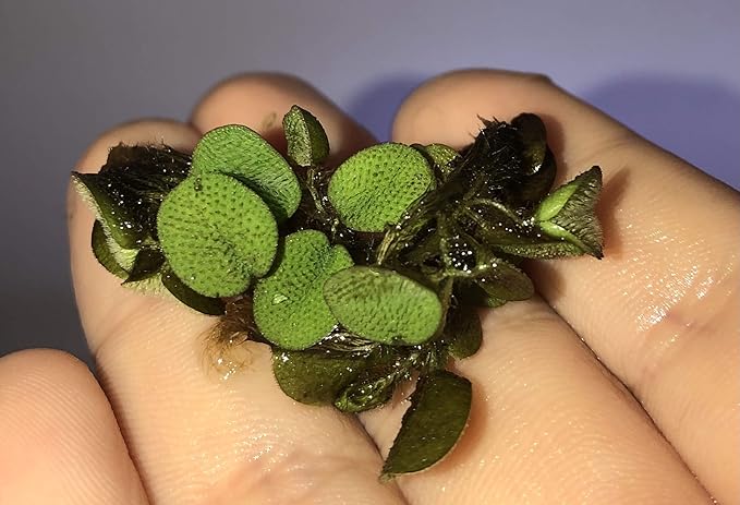 12 Water Spangles (Salvinia Minima) Live Floating Plants for Aquarium or Pond by TMDFishKeeping