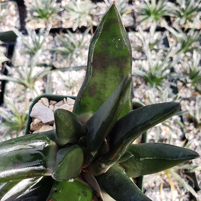 Gasteria nigricans monstrose Cacti Cactus Succulent Real Live Plant