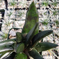 Gasteria nigricans monstrose Cacti Cactus Succulent Real Live Plant