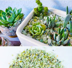3lb Jade Bean Pebbles,1/4 Inch Cactus Bonsai DIY Rocks, Natural Succulent Rock and River Rocks Decorative for Aquariums, Vases, Terrarium, Outdoor Gardening, Top Dressing for Potted Plants