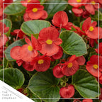 Live Begonia - Green Leaf Ambassador Red (4 Per Pack), Beautiful Shade Annual, Ships 8" Tall by 4" Wide in 1 Pt Pot