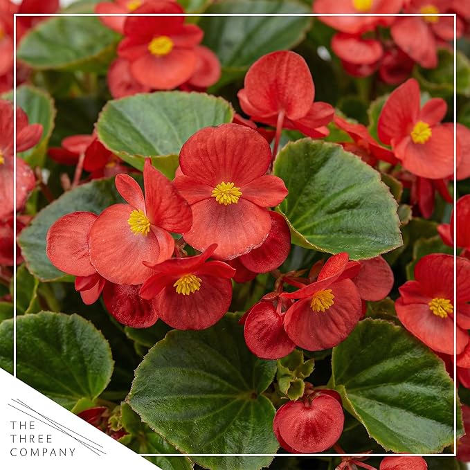 Live Begonia - Dark Leaf Cocktail Red (4 Per Pack), Beautiful Shade Annual, Ships 8" Tall by 4" Wide in 1 Pt Pot