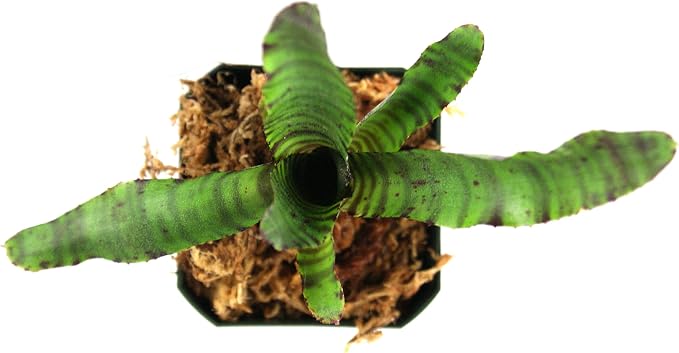 Neoregelia 'Tiger Cub' Bromeliad
