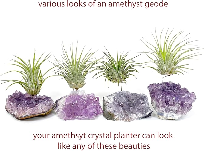 Set of 3 Mini Amethyst Crystal Air Plant Holders – Includes Healthy Tillandsia, Ready-to-Gift Home Décor for Women, Birthdays and Housewarming