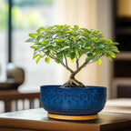 Bonsai Pots - 8 Inch Ceramic Succulent Pots with Drainage Hole and Saucer, Planters for Indoor Plants, Modern Round Decorative Flower Planter, Home Decor, Housewarming Gifts, Blue