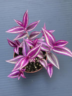 Pink Wandering Jew Live Plant - Tradescantia Pink Paradise, Vibrant Foliage Indoor Houseplant, Air Purifier, Easy to Grow for Home and Office